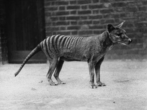 Tasmanian Tiger