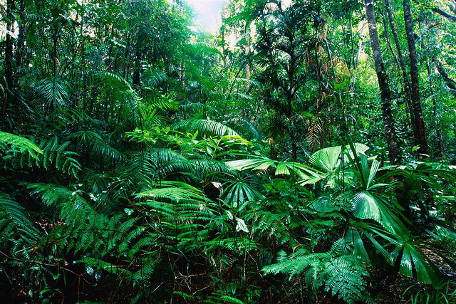 Tropical Rainforest Biome