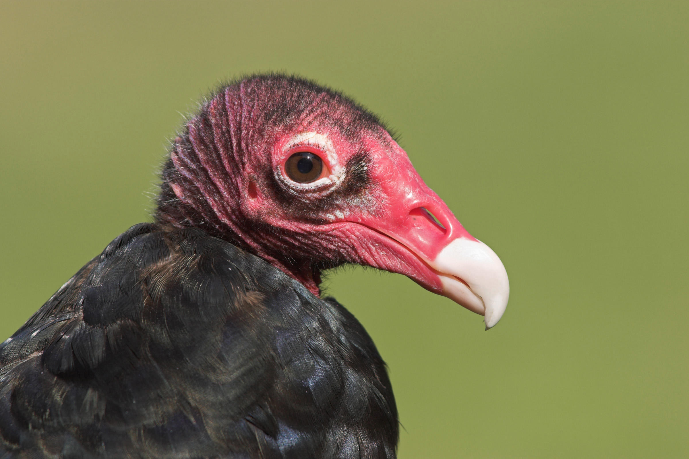 Turkey Vulture