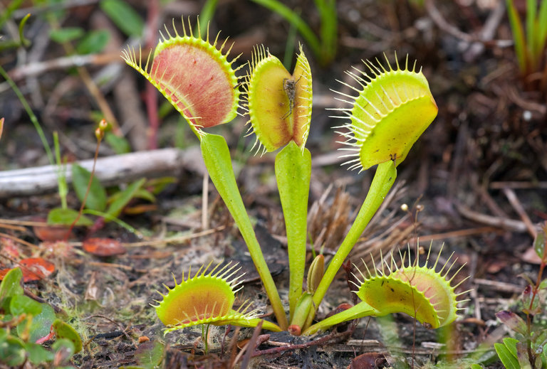 Venus Flytrap