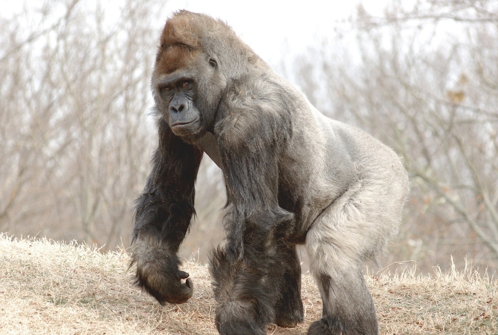 Silverback Gorilla